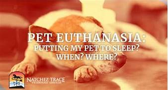 Is Pet Euthanasia Painless?