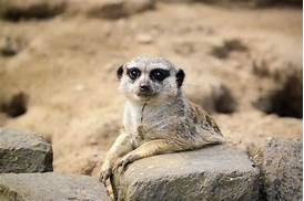 Can a Meerkat Be a Pet?