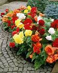 Are Begonias Pet Safe?