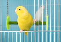 Do Birds Like to Be Pet?