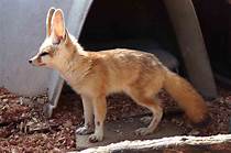 Can You Have a Pet Fennec Fox?