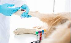 Does Pet Insurance Cover Blood Work?