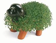 How to Chia Pet