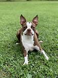 Are Boston Terriers Good Pets?