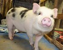 Are Pot Belly Pigs Good Pets？