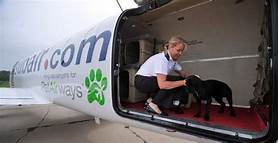 Is Pet Airways Still in Business?