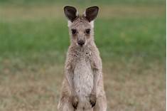 Are Kangaroos Good Pets?