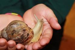 How Long Do Pet Snails Live?