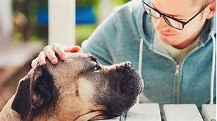 How to Help Someone Grieving a Pet