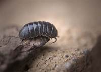 Can You Keep a Roly Poly as a Pet?