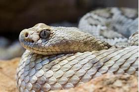 Can You Have a Rattlesnake as a Pet?