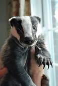 Can You Have a Badger as a Pet?