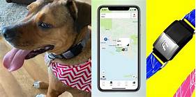 How to Tag Pets in iPhone Photos