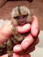 How Can I Buy a Pet Monkey?
