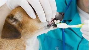 Does Standard Pet Insurance Cover Dental Cleanings?