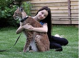 Can You Own a Lynx as a Pet?