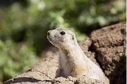 Can You Keep Prairie Dogs as Pets?