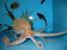 Can You Buy a Pet Octopus?