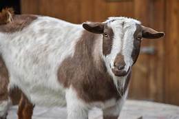 Are Nigerian Dwarf Goats Good Pets?