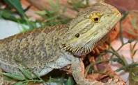 How Long Do Bearded Dragons Live as Pets?