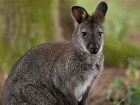 Can You Have a Wallaby as a Pet?