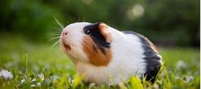 How Long Do Pet Guinea Pigs Live?