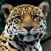 Can a Jaguar Be a Pet?