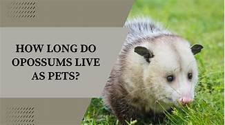 How Long Do Opossums Live as Pets?