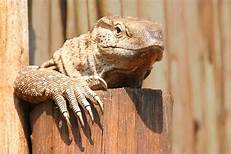 How Long Do Lizards Live as Pets?