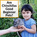 Are Chinchillas Good Pets for Beginners