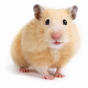 How Much Does a Pet Hamster Cost?