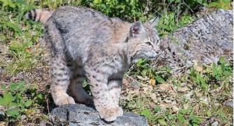 Is It Legal to Have a Bobcat as a Pet?