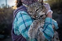 Can You Keep Bobcats as Pets?