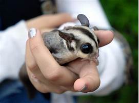 Are Sugar Gliders Good Pets?