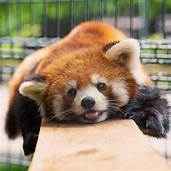 Can You Have a Red Panda for a Pet?