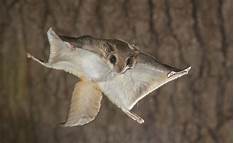 Can Flying Squirrels Be Pets?