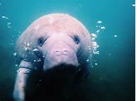Can You Pet Manatees in Florida?