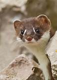 Can You Keep a Stoat as a Pet?