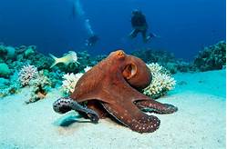 How Much Are Pet Octopus