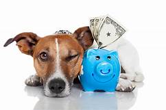 Does Nationwide Pet Insurance Pay the Vet Directly?