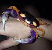 Do Crabs Make Good Pets?