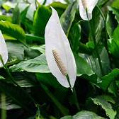 Are Peace Lilies Poisonous to Pets?