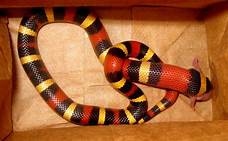 Do Milk Snakes Make Good Pets?