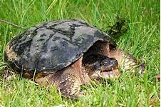 Can a Snapping Turtle Be a Pet?