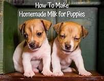 How to Make Pet Milk