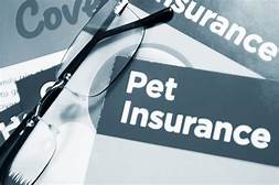 Can You Have Two Pet Insurance Policies?