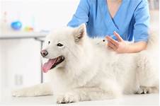 How Often Should a Pet Be Vaccinated for Lyme Disease?