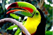 Can Toucans Be Pets?