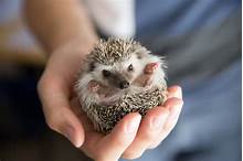 How Much for a Pet Hedgehog?