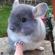 How Much is a Pet Chinchilla?